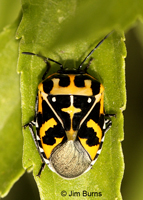 Harlequin Bug (Murgantia histrionica), Madera Canyon, Arizona