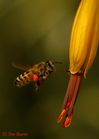 Honey Bee worker (Apis mellifera), Boyce Thompson Arboretum, Arizona--102