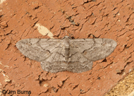 Large Purplish Gray Moth
