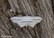 Many-lined Angle Moth