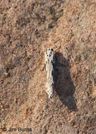 Mountain-mahogany Moth