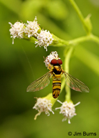 Oblique Flower Fly