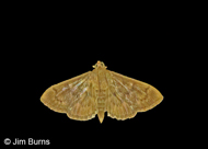Obscure Psara Moth