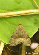 Ommatochila Moth