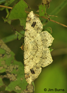 Pale Mimosa Borer Moth