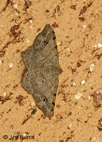 Pale-veined Isturgia Moth
