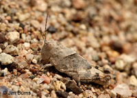 Pallid-winged Grasshopper (Trimerotropis pallidipennis), Tonto National Forest, Arizona