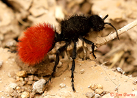 Red Velvet Ant (Dasumutilla magnifica), a fresh, young female with vibrant abdominal color--4488