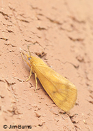 Rusty Holomelina Moth