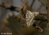 Sagebrush Girdle Moth