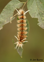Schaus's Tussock Moth caterpillar, Texas