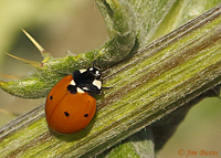 Seven-spotted Lady Beetle on thistle, Tonto National Forest, Arizona--9861