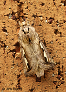 Silvered Prominent Moth