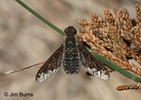 Sinuous Bee Fly 