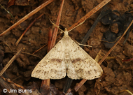 Speckled Renia Moth