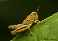 Two-striped Grasshopper 