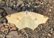 Variable Antepione Moth