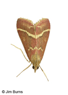 Volupial Pyrausta Moth