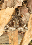 White-lined Bomolocha Moth