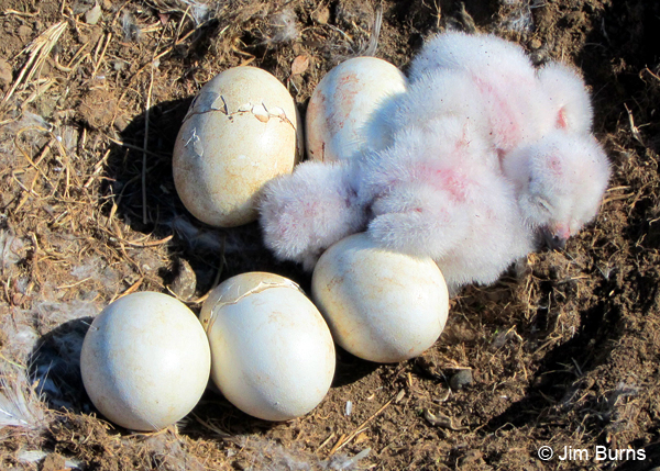 Snowy Owl nest with eggs and hatchlings