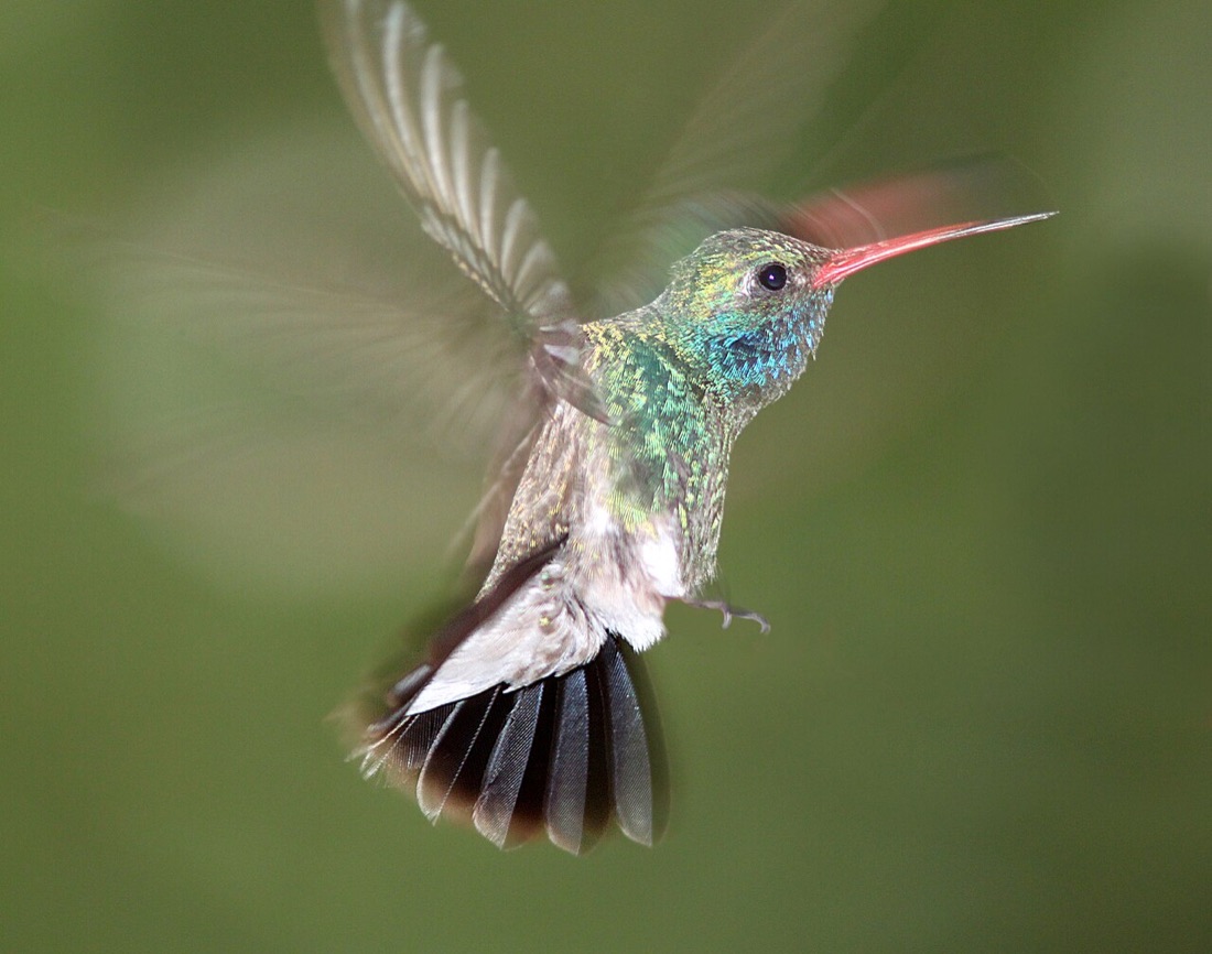 Male Broad-billed Hummingbird perched on a twig in Arizona