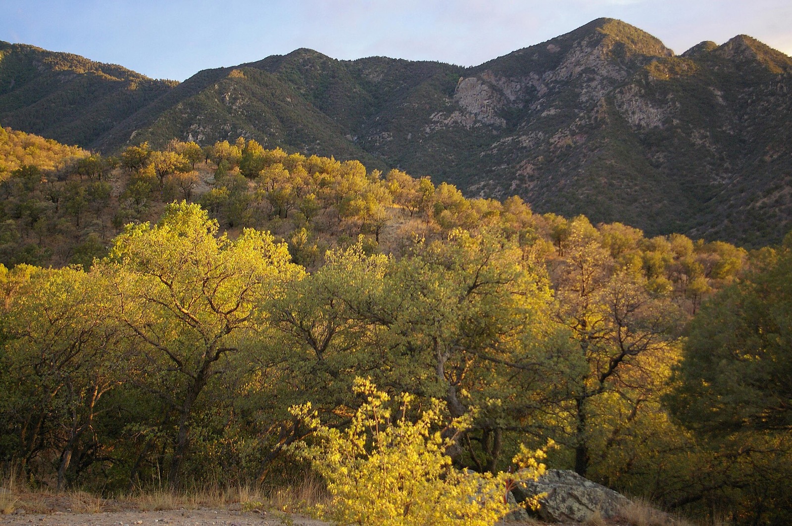 Oak-covered ridges in Madera Canyon, Arizona