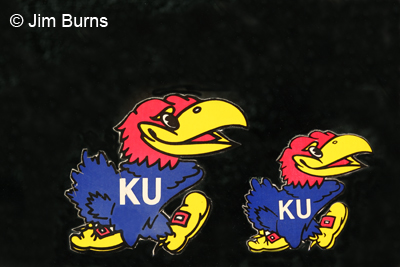 Blue Jay x American Kestrel