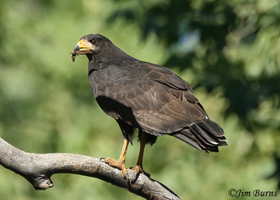 Common Black Hawk--8171