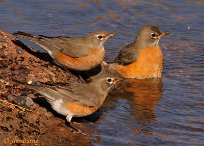 American Robins