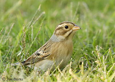 Clay-colored Sparrow