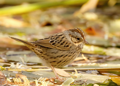 Lincoln's Sparrow