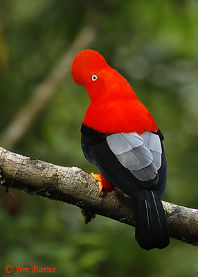Andean-Cock-of-the-Rock male