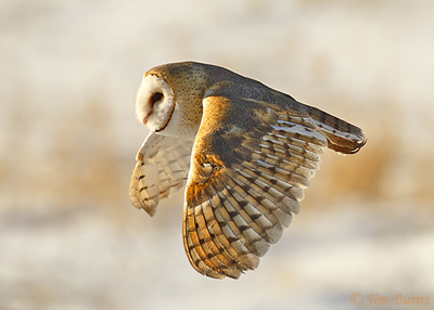 Barn Owl male