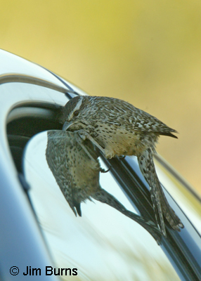 Cactus Wren scoping out car window
