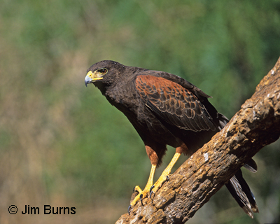Harris's Hawk