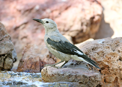 Clark's Nutcracker