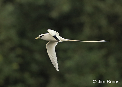 White-tailed Tropicbird, Hawai‘i