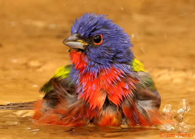 Painted Bunting