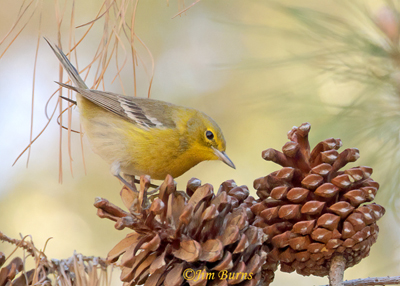 Pine Warbler