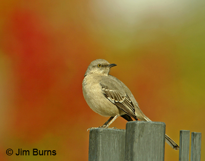 Northern Mockingbird