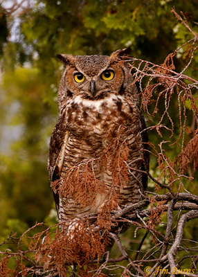 Great Horned Owl sunset