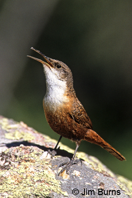 Canyon Wren