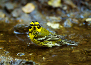 Townsend's Warbler male, October in Arizona