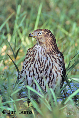 Cooper's Hawk