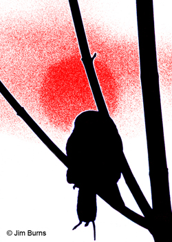 Northern Pygmy owl with mouse