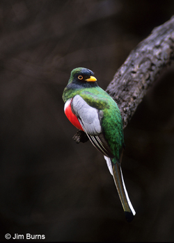 Elegant Trogon