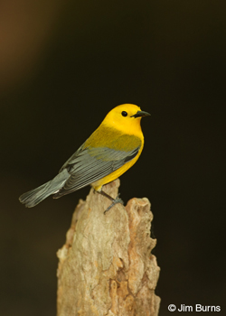 Prothonotary Warbler