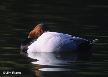 Canvasback