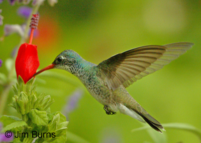 Violet-crowned x Broad-billed Hybrid