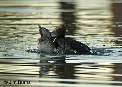Pied-billed Grebe attack